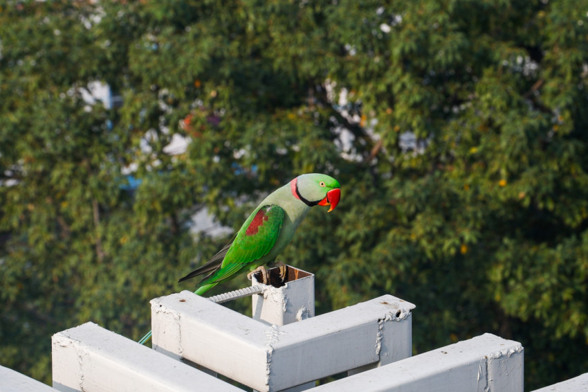 parrot on a peak looking at trees