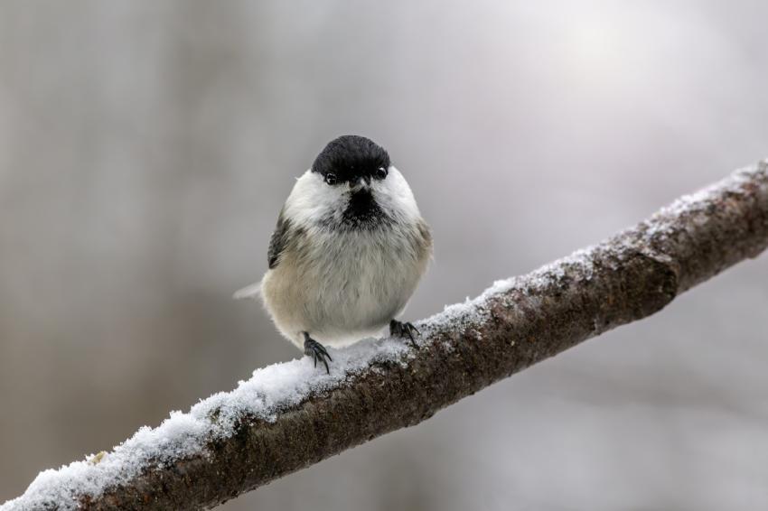 Little bird sitting on a tree branch