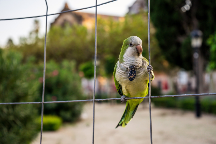 a parakeet on an iron fence