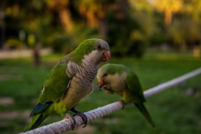 Two parakeets on a rope in a zoo