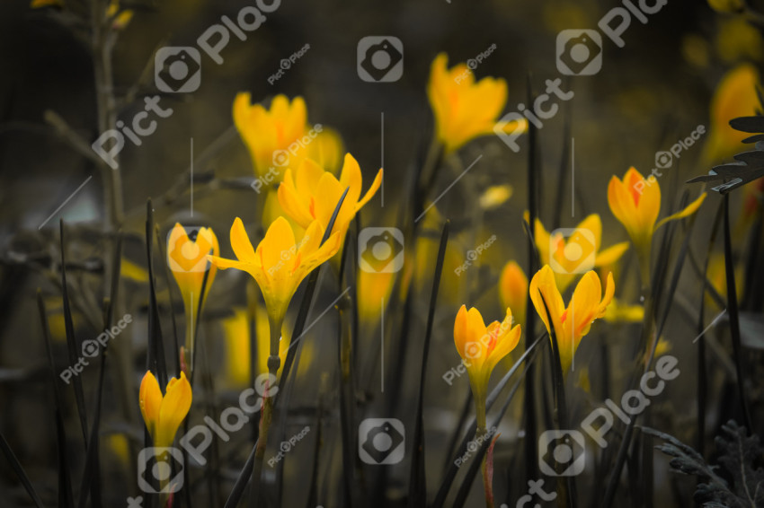 Beautiful yellow lily flowers