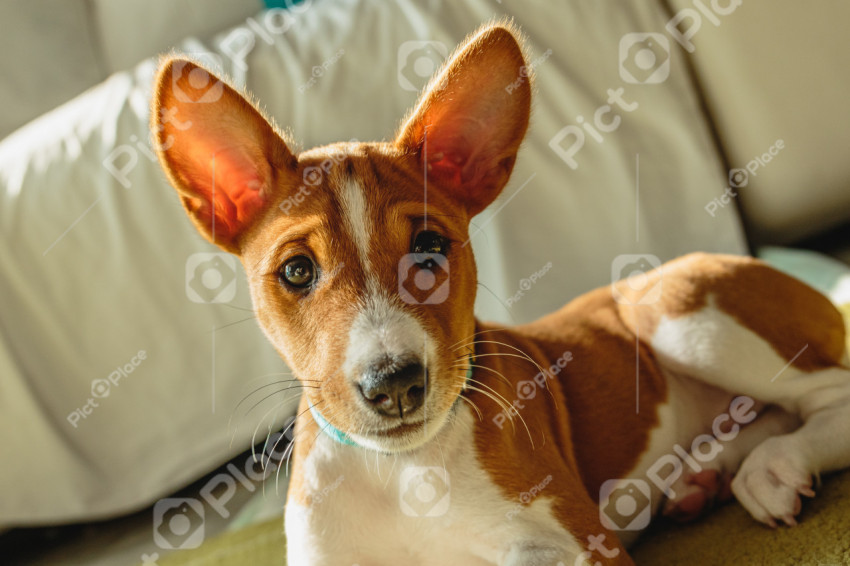 Basenji dog puppy close up portrait looking at camera