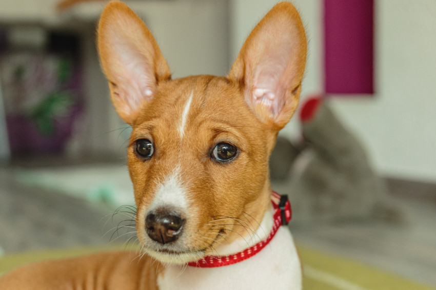 Basenji dog puppy close up portrait looking at camera