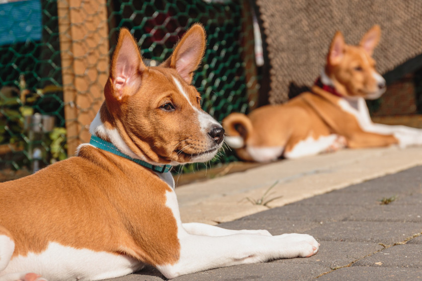 Two basenji puppies siting together and watching on side