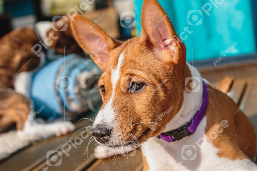 Basenji dog puppy close up portrait looking on side