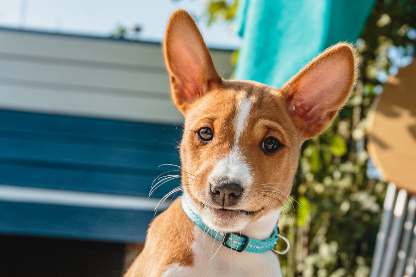 Basenji dog puppy close up portrait looking at camera