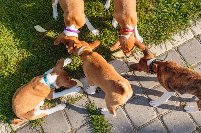 Basenji puppies eating together fresh food