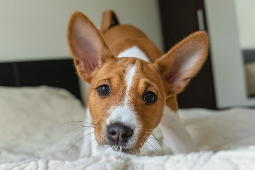 Basenji dog puppy close up portrait looking at camera