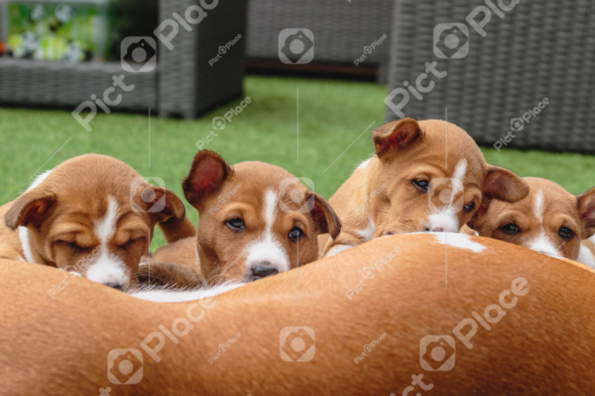 Basenji puppies laying together on green background