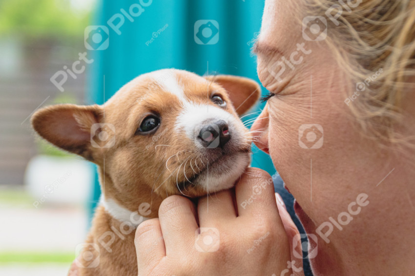 Cute basenji puppy in hands of young woman