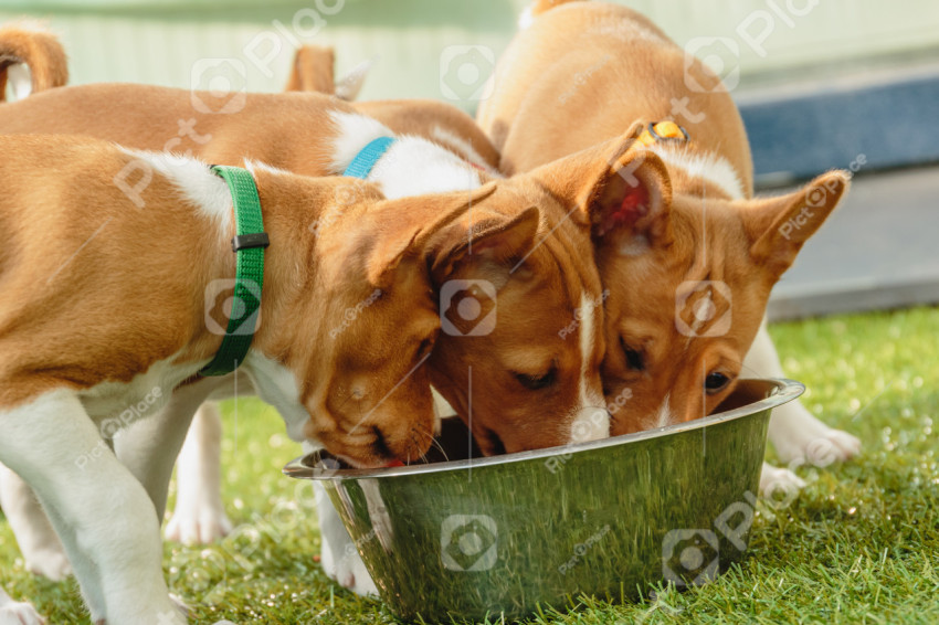Basenji puppies eating together fresh food close up