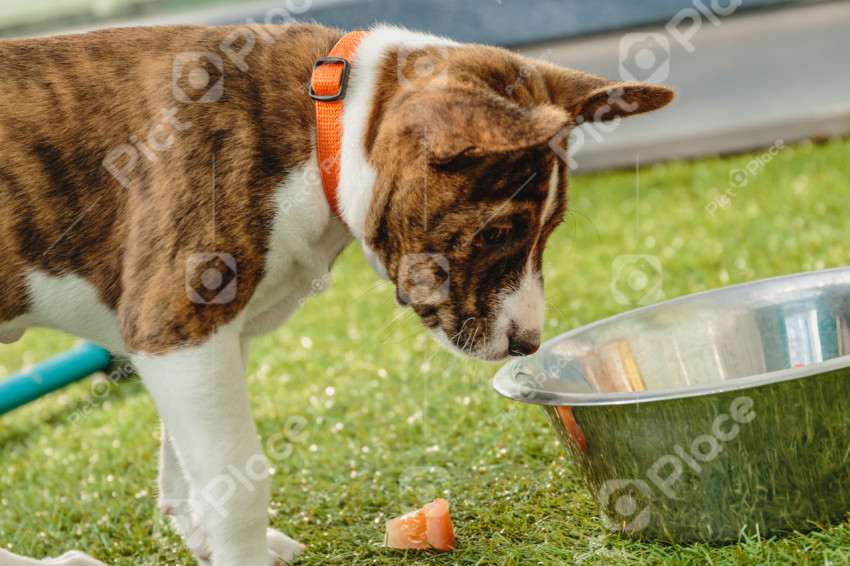 Basenji puppy eating fresh food at home close up