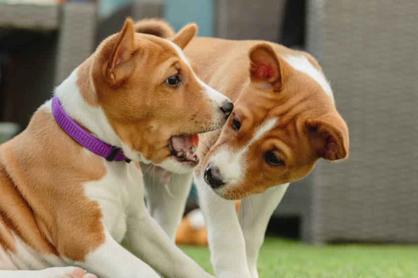 Two basenji puppies playing and having fun at home