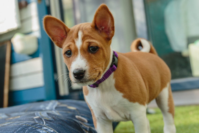 Basenji dog puppy close up portrait looking at camera