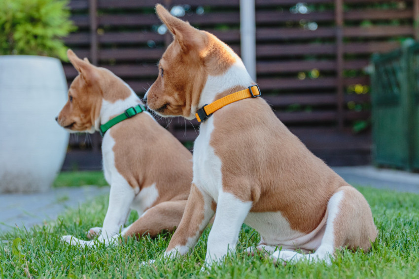 Two basenji puppies siting together and watching on side