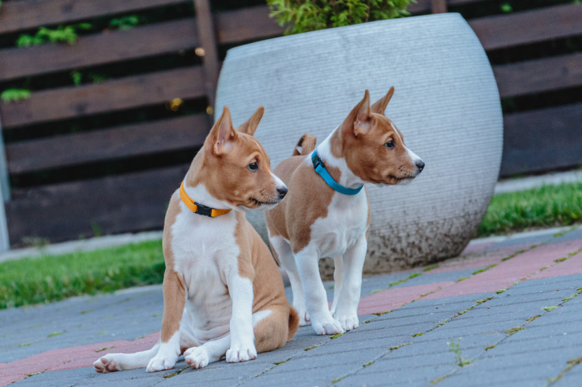 Two basenji puppies siting together and watching on side