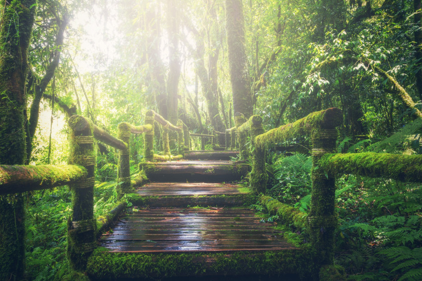 Jungle wooden stairs