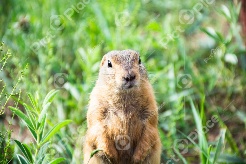 rodent, gopher