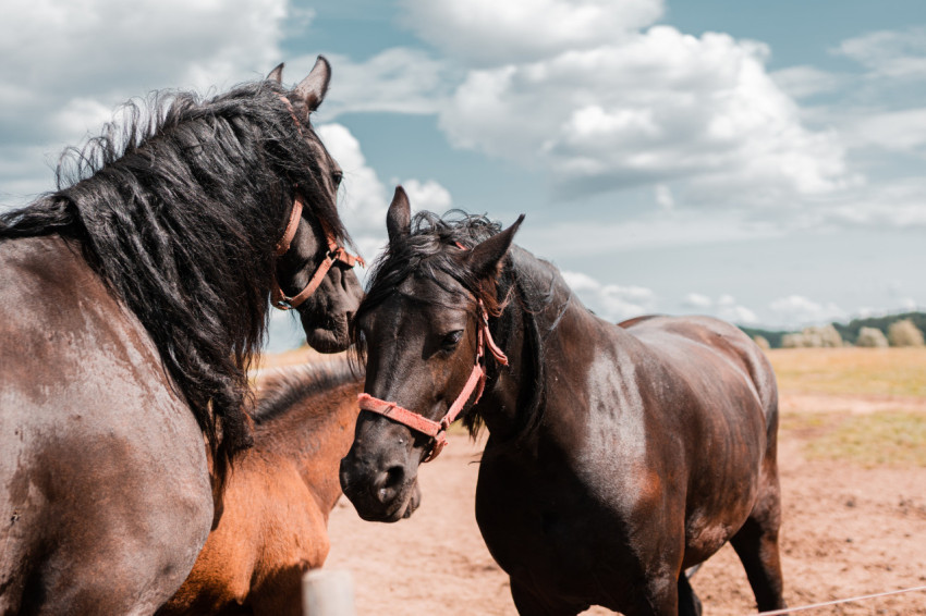 Three brown horses in the pasture