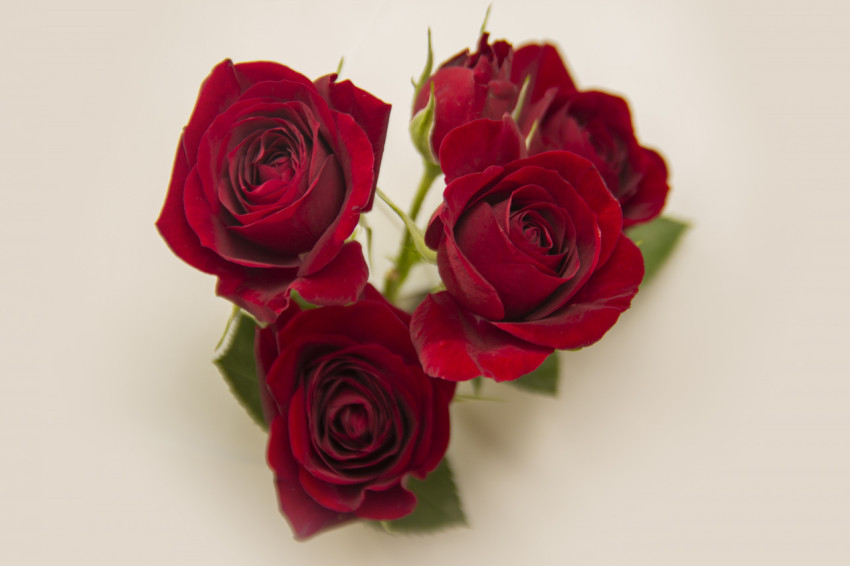 Close-up buds of a live spray rose of red color on a white background