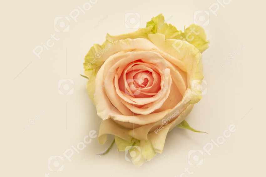 Lemon pink vibrant rose bud on white background close-up