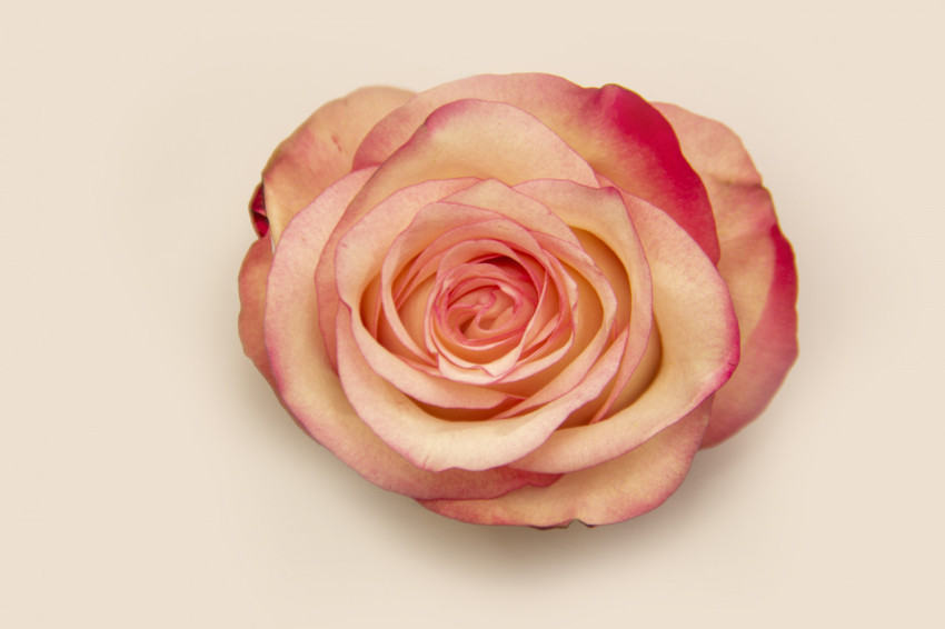 Close-up of a cream-colored live rose bud on a white background