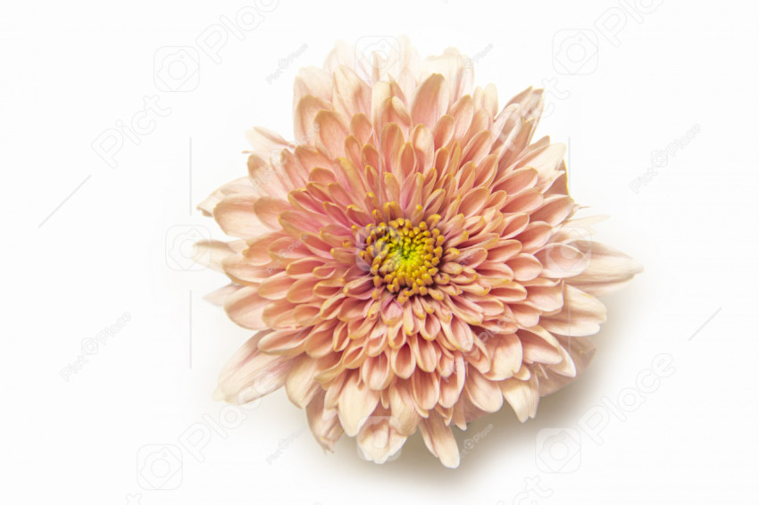 Peach Chrysanthemum Bud Closeup