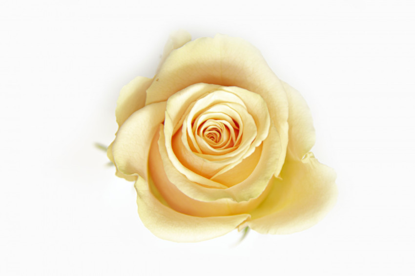 Close-up of a vibrant yellow-cream rose bud on a white background