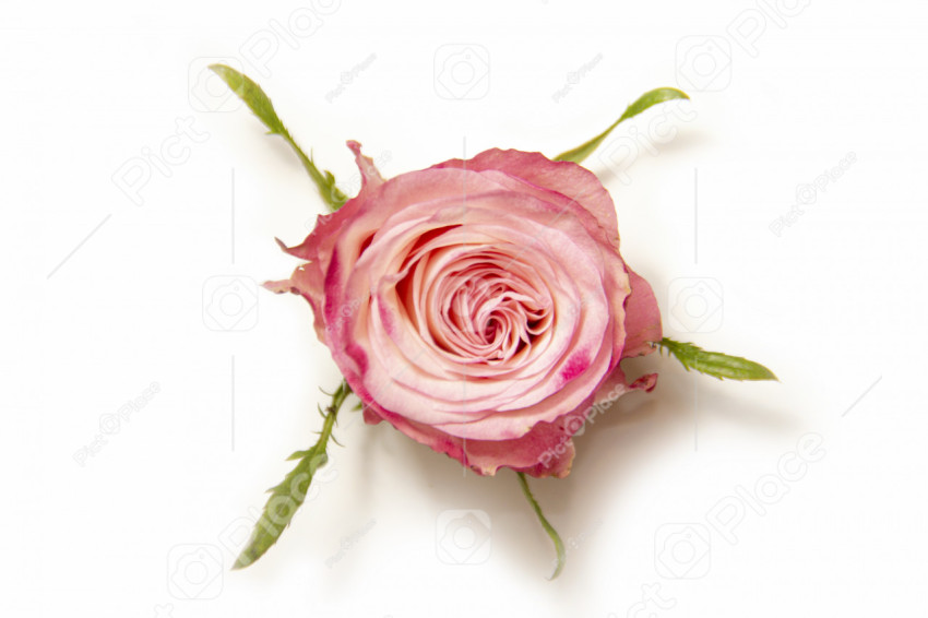 Close-up of a vibrant raspberry cream rose bud on a white background