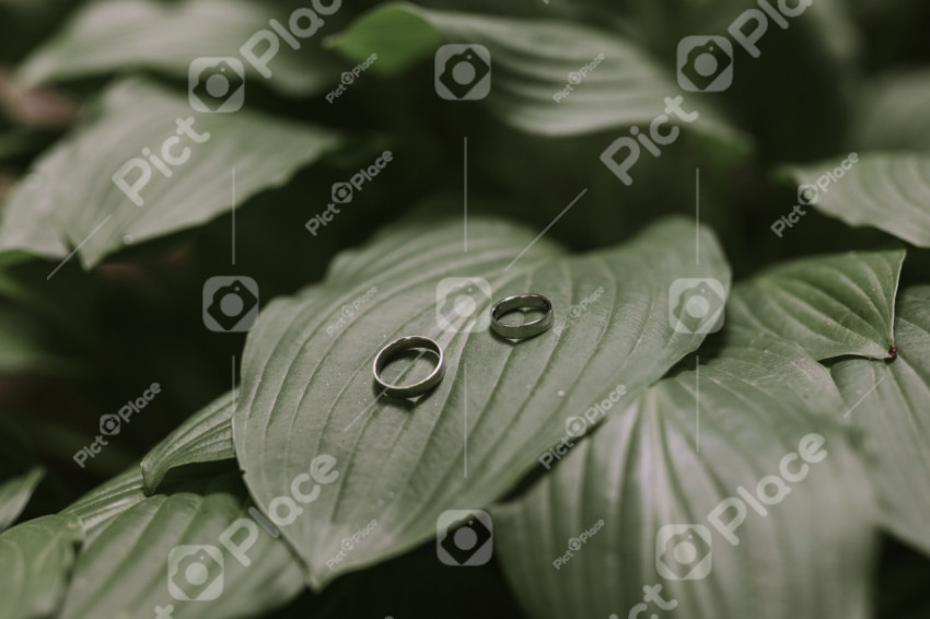 Wedding rings on a large flower leaf