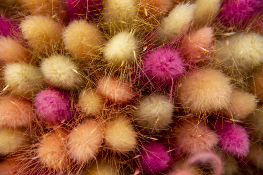 Fluffy Dried-colored Lagurus ovatus close-up