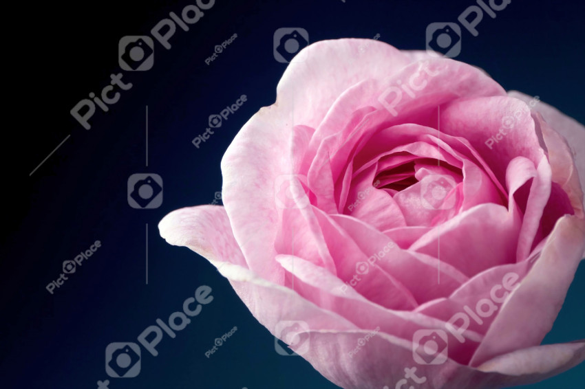 Pink flower, rose closeup