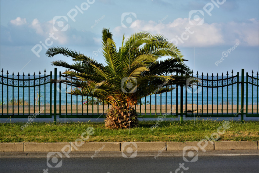 palm tree on the road