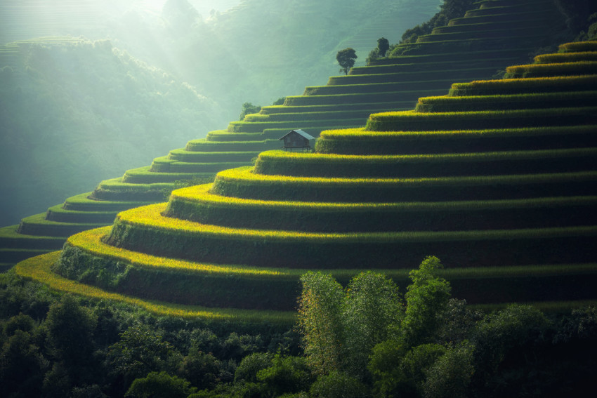 rice plantation