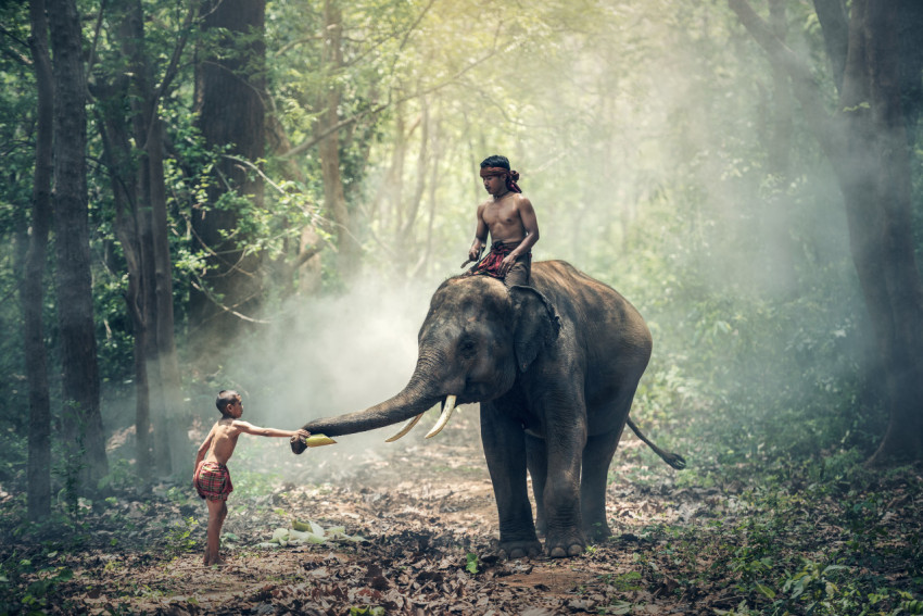 man riding an elephant