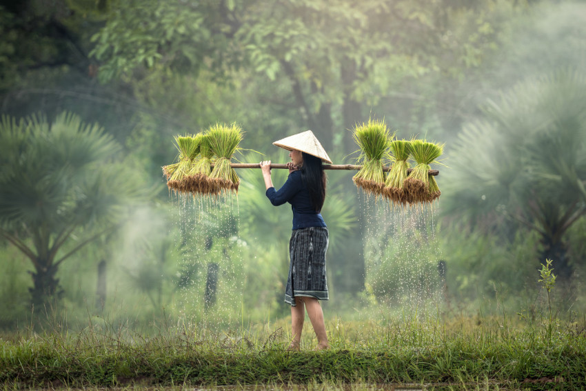 harvesting