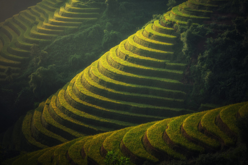 rice terraces