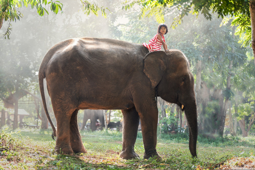 child on an elephant