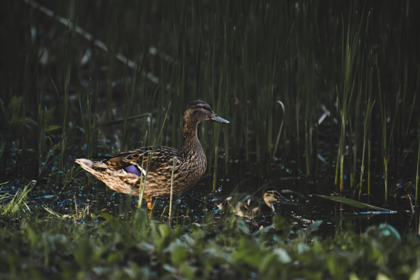 duck with chicks