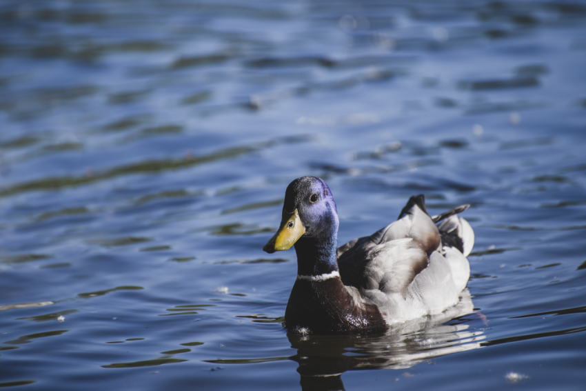 duck is swimming