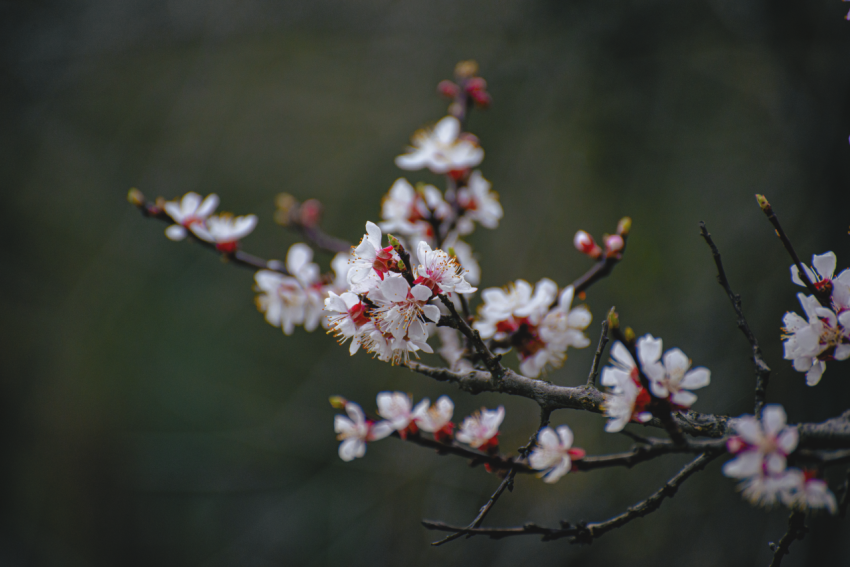 cherry blossoms