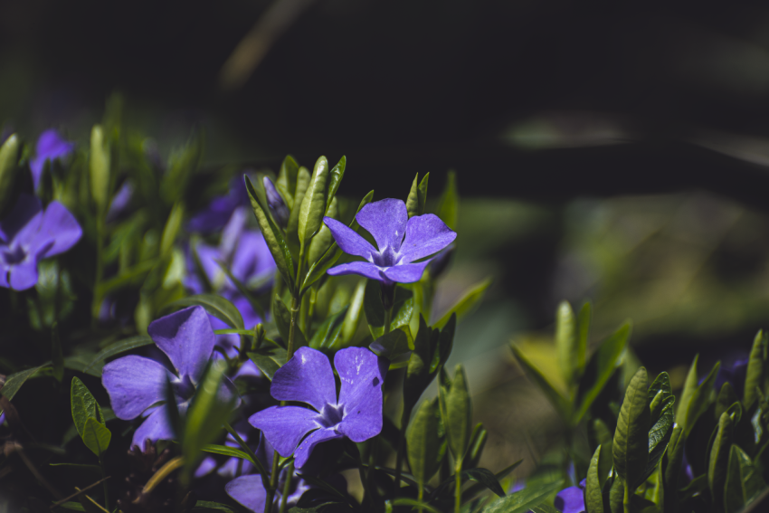 Vinca minor Seng