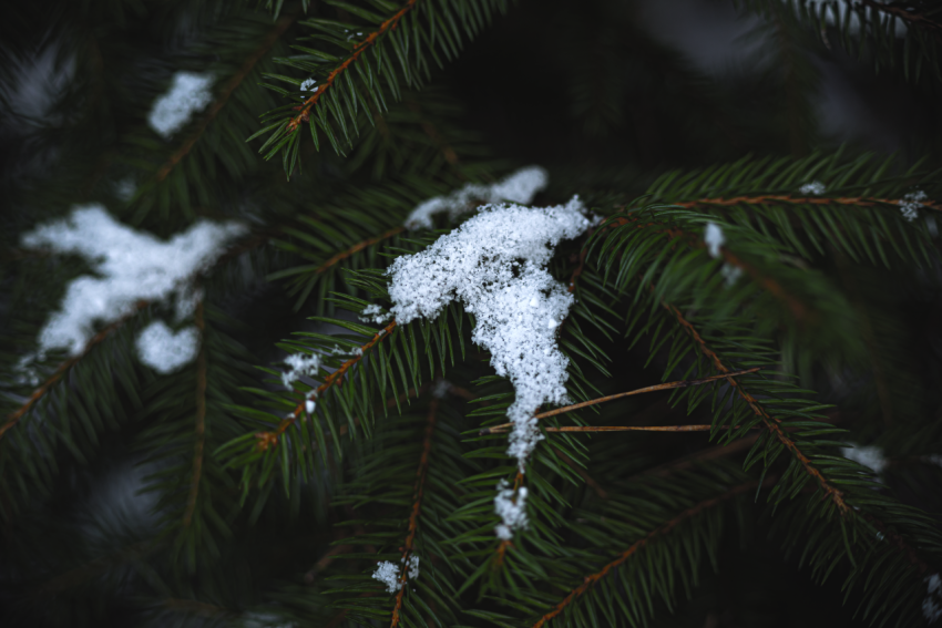 snow on the Christmas tree