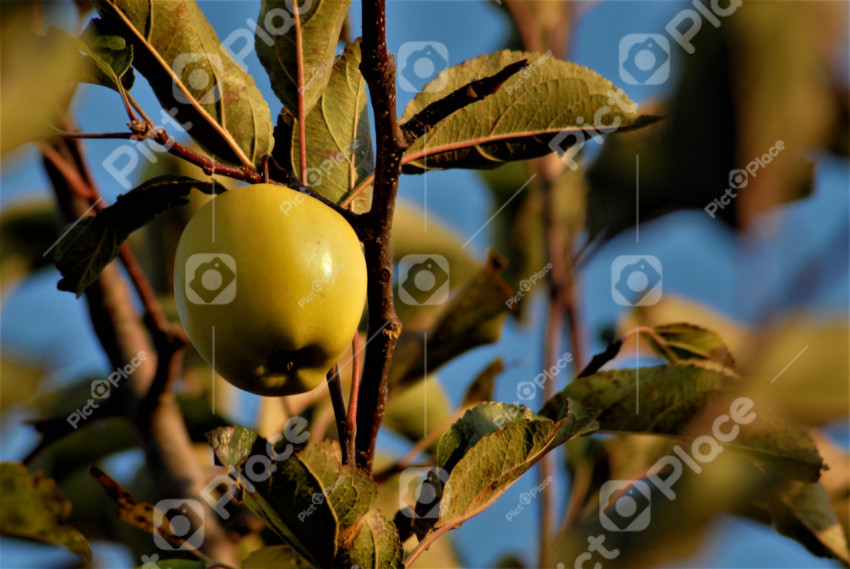 apple tree close up