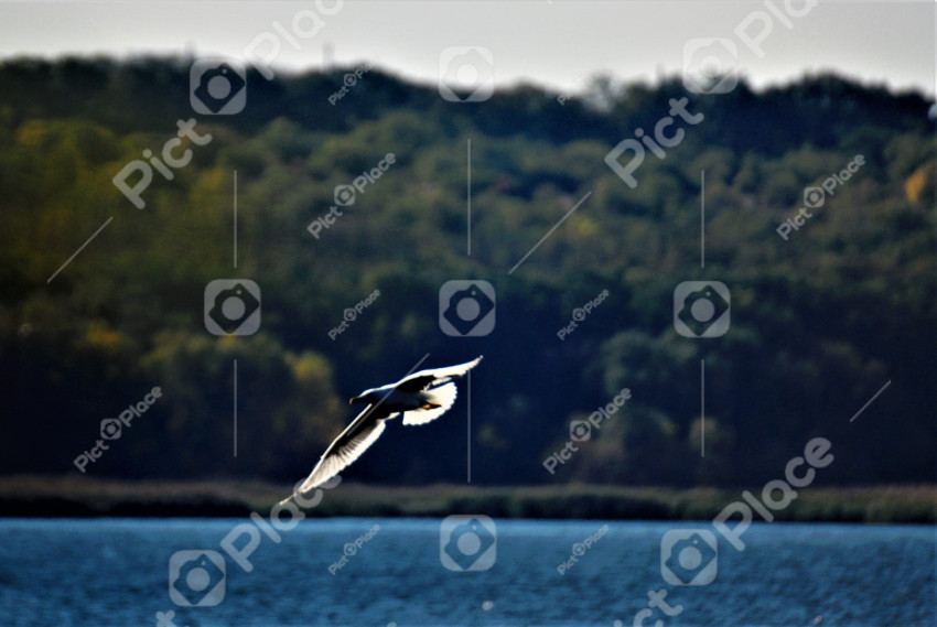 bird over water