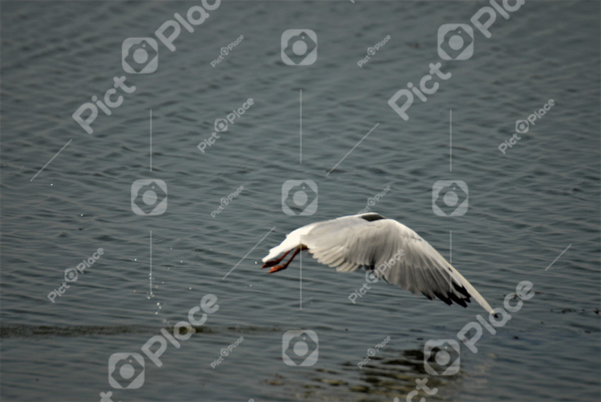 a bird flies low over the water