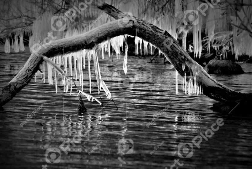 Frozen branch, black and white photo