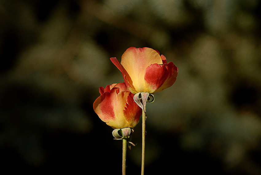 two flowers