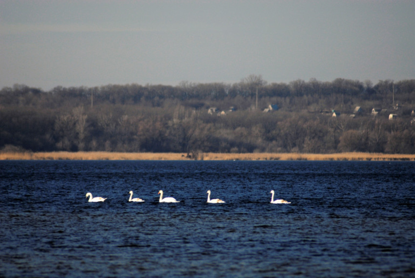 birds on the water