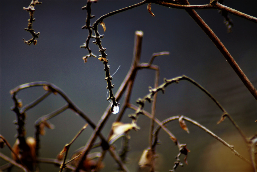 drop on a branch